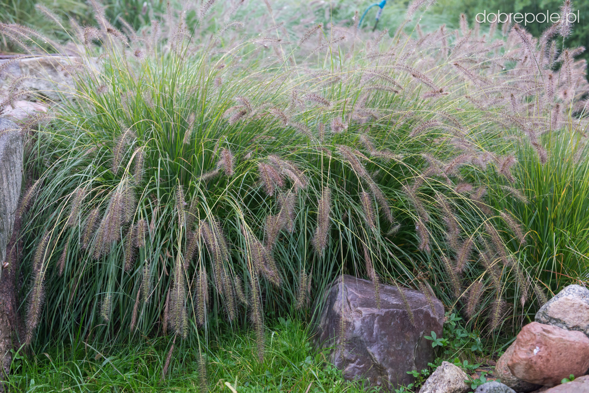 Pennisetum alopecuroides 'Gelbstiel'
